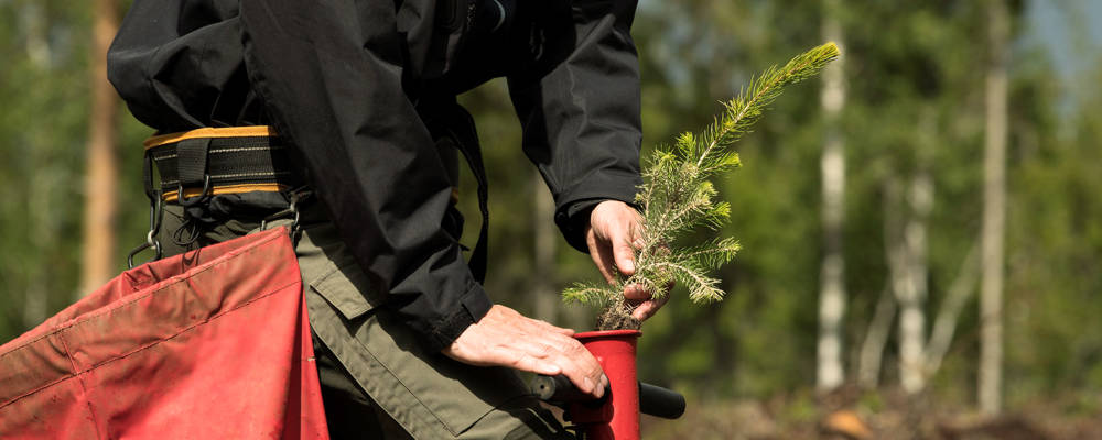 Plantering