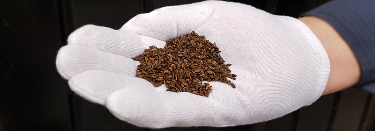 Förädling - förädlade plantor och fröer